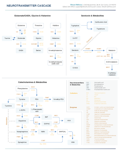 Neurotransmitters Test